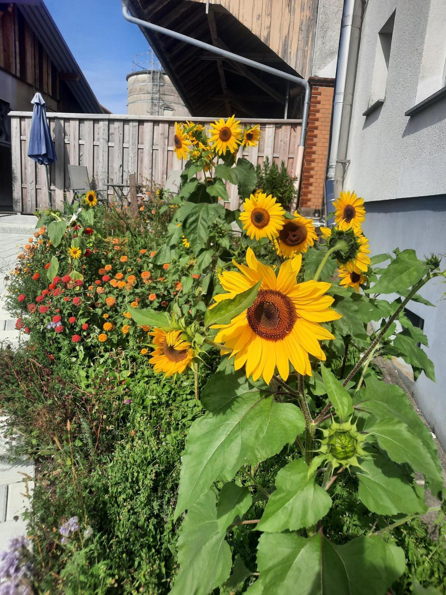 Ferienwohnung Pusteblume Neukirch  Екстериор снимка